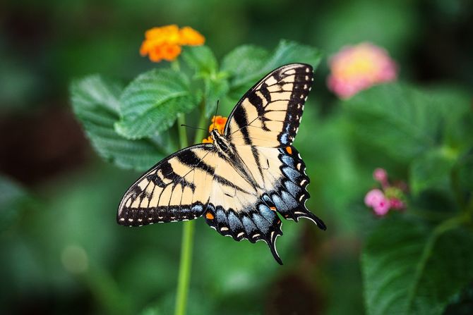Der Schmetterlingsdschungel des Zoos Krefeld. Bild: pixabay / via Travelcircus